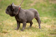 RAVELLA, Hund, Französische Bulldogge in Ungarn - Bild 10