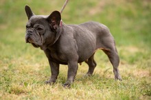 RAVELLA, Hund, Französische Bulldogge in Ungarn - Bild 11
