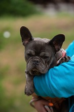 RAVELLA, Hund, Französische Bulldogge in Ungarn - Bild 2