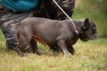 RAVELLA, Hund, Französische Bulldogge in Ungarn - Bild 3