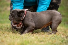 RAVELLA, Hund, Französische Bulldogge in Ungarn - Bild 4