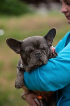 RAVELLA, Hund, Französische Bulldogge in Ungarn - Bild 5