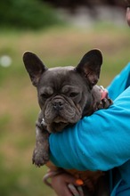 RAVELLA, Hund, Französische Bulldogge in Ungarn - Bild 6