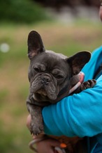 RAVELLA, Hund, Französische Bulldogge in Ungarn - Bild 7