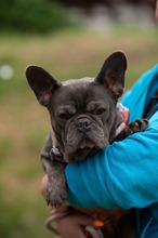 RAVELLA, Hund, Französische Bulldogge in Ungarn - Bild 8