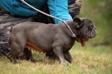 RAVELLA, Hund, Französische Bulldogge in Ungarn - Bild 9
