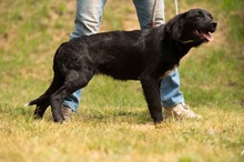 MARIBELL, Hund, Mischlingshund in Ungarn - Bild 10