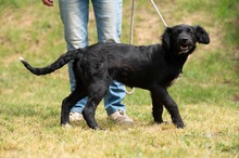 MARIBELL, Hund, Mischlingshund in Ungarn - Bild 11