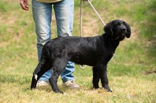 MARIBELL, Hund, Mischlingshund in Ungarn - Bild 12