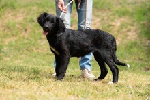MARIBELL, Hund, Mischlingshund in Ungarn - Bild 13