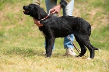 MARIBELL, Hund, Mischlingshund in Ungarn - Bild 15