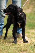 MARIBELL, Hund, Mischlingshund in Ungarn - Bild 16