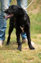 MARIBELL, Hund, Mischlingshund in Ungarn - Bild 17