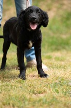 MARIBELL, Hund, Mischlingshund in Ungarn - Bild 18