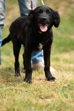 MARIBELL, Hund, Mischlingshund in Ungarn - Bild 19