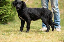 MARIBELL, Hund, Mischlingshund in Ungarn - Bild 2