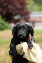 MARIBELL, Hund, Mischlingshund in Ungarn - Bild 21