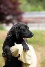 MARIBELL, Hund, Mischlingshund in Ungarn - Bild 22