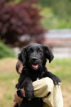 MARIBELL, Hund, Mischlingshund in Ungarn - Bild 23