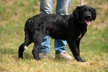 MARIBELL, Hund, Mischlingshund in Ungarn - Bild 3
