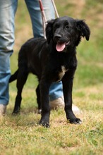 MARIBELL, Hund, Mischlingshund in Ungarn - Bild 4