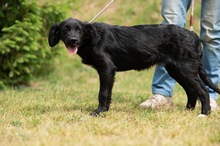 MARIBELL, Hund, Mischlingshund in Ungarn - Bild 5