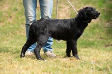 MARIBELL, Hund, Mischlingshund in Ungarn - Bild 6