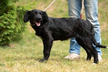 MARIBELL, Hund, Mischlingshund in Ungarn - Bild 7
