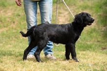 MARIBELL, Hund, Mischlingshund in Ungarn - Bild 9