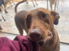 MILO, Hund, Pharaonen Mix in Malta - Bild 1