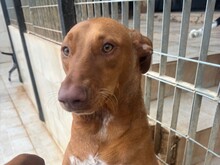 MILO, Hund, Pharaonen Mix in Malta - Bild 3