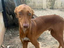 MILO, Hund, Pharaonen Mix in Malta - Bild 4
