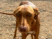 MILO, Hund, Pharaonen Mix in Malta - Bild 5