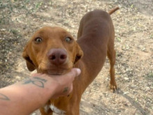 MILO, Hund, Pharaonen Mix in Malta - Bild 6