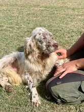 PUPO, Hund, English Setter Mischling in Herxheim - Bild 1