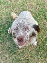 PUPO, Hund, English Setter Mischling in Herxheim - Bild 2