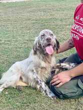 PUPO, Hund, English Setter Mischling in Herxheim - Bild 3