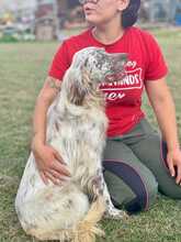 PUPO, Hund, English Setter Mischling in Herxheim - Bild 4