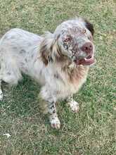 PUPO, Hund, English Setter Mischling in Herxheim - Bild 5