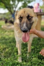 FLAVIA, Hund, Deutscher Schäferhund - Mix in Griechenland - Bild 1