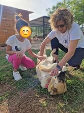 FLAVIA, Hund, Deutscher Schäferhund - Mix in Griechenland - Bild 2