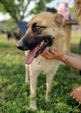 FLAVIA, Hund, Deutscher Schäferhund - Mix in Griechenland - Bild 3