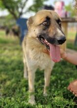 FLAVIA, Hund, Deutscher Schäferhund - Mix in Griechenland - Bild 4
