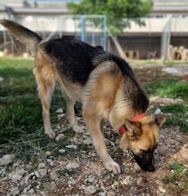 FLAVIA, Hund, Deutscher Schäferhund - Mix in Griechenland - Bild 5