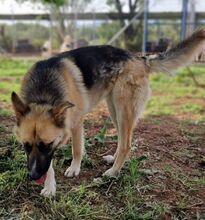 FLAVIA, Hund, Deutscher Schäferhund - Mix in Griechenland - Bild 6