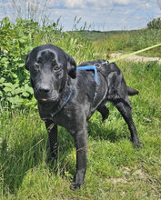 ARTHUR, Hund, Labrador Retriever in Rumänien - Bild 1