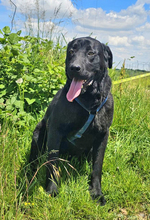 ARTHUR, Hund, Labrador Retriever in Rumänien - Bild 3