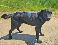 ARTHUR, Hund, Labrador Retriever in Rumänien - Bild 4