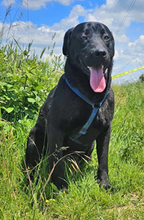 ARTHUR, Hund, Labrador Retriever in Rumänien - Bild 5