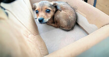 DOMENICA, Hund, Mischlingshund in Italien - Bild 2
